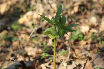 green hellebore in the spring forest