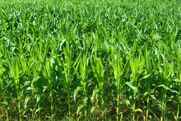 young corn field in the summer