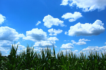 white clouds on the blue sky over the corn field