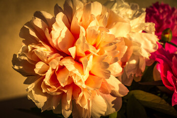 yellow peony flower during sunset