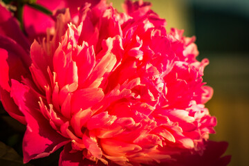Obraz premium close up of pink peony flower