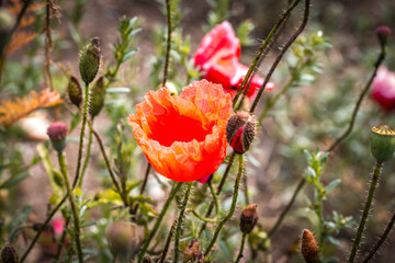 red poppy flower