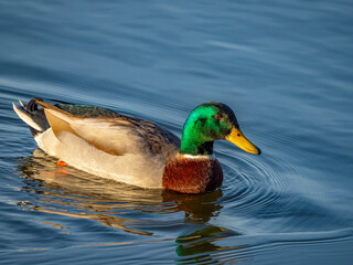 wild duck on a pond in winter - The mallard (Anas platyrhynchos) duck