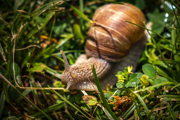 snail in grass