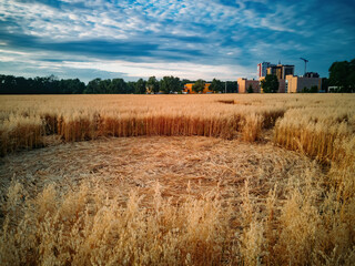 Mysterious crop circle in oat field near the city at the evening sunset