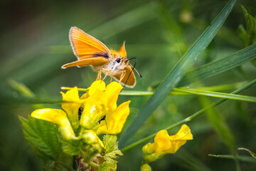 butterfly on yellow  flower