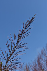 Pine branches against the sky
