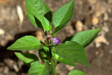 a purple bud of a chili pepper on a young plant with blurry soil in the background