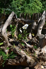 Roots in the forest