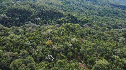 forest in the mountains