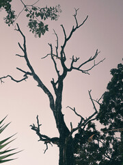 Atardecer, árbol sin vida, caoba, Swietenia macrophylla , perennifolio o caducifolio, seco, occidente El Salavador.