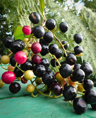 cereza silvestre, fruta tropical,  uvas de navidad, Prunus avium, Plantas Vasculares, afrodisíaco, poder curativo