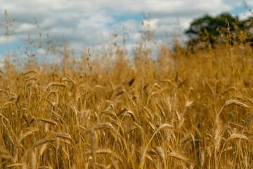 Wheat Field Texture Background with Ripening Ears