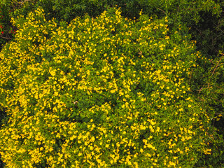 yellow flowers background