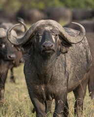 Obraz premium Dominant cape buffalo bull takes aggressive stance in front of heard in the Maasai Mara Reserve in Kenya.