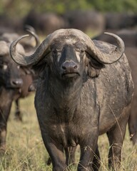 Dominant cape buffalo bull takes aggressive stance in front of heard in the Maasai Mara Reserve in Kenya.
