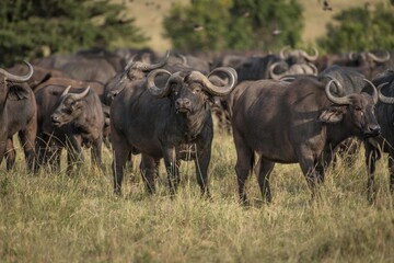 Dominant cape buffalo bull takes aggressive stance in front of heard in the Maasai Mara Reserve in Kenya.