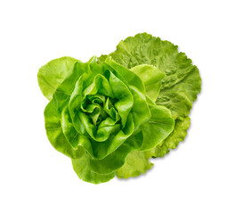 Raw fresh boston lettuce salad or butterhead isolated on white
