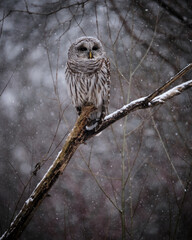Barred Owl, Strix varia, with eyes open on a wooden branch as a light snow flakes starts falling on creating moody atmospheric look