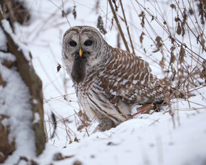 Barred Owl, Strix varia, with eyes open in snow eating a vole, field mice, it is holding in its beak