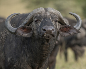 Dominant cape buffalo bull takes aggressive stance in front of heard in the Maasai Mara Reserve in Kenya.