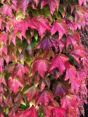 red leaves background