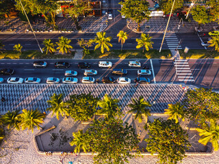 flowers in the garden