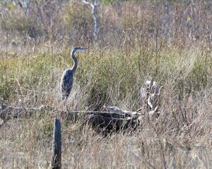 Waterfowls Nesting in the Wetland Marsh in St. Andrew's State Park in Florida