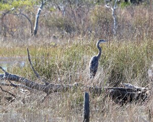 Waterfowls Nesting in the Wetland Marsh in St. Andrew's State Park in Florida