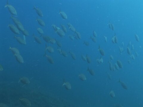 sarpa fish school underwater eating and swimming sarpa salma dream fish ocean scenery