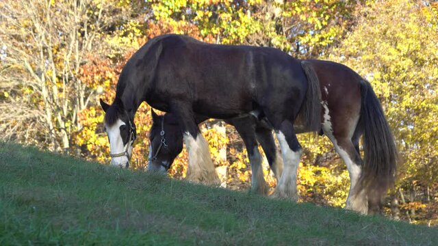 Horses eating grass on the hill with a background of fall foliage near Carousel Park, Pike Creek, Delaware, U.S