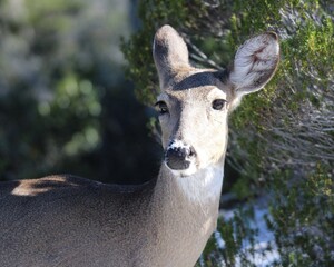 A Deer in St. Andrew's State Park in Florida