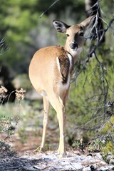 A Deer in St. Andrew's State Park in Florida