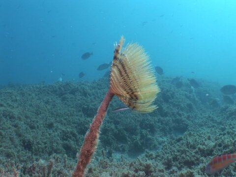 tube worm underwater fan worm tubeworm ocean scenery open tenticles and hunting animal behaviour ocean scenery