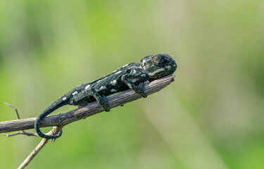 A selective focus shot of Mediterranean chameleon walking on a fennel twig