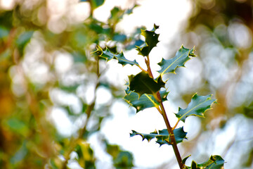 Closeup of a common holly branch with green leaves in the background, England