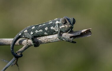 A selective focus shot of Mediterranean chameleon walking on a fennel twig © James Attard/Wirestock