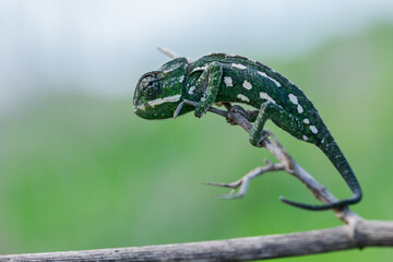 A selective focus shot of Mediterranean chameleon walking on a fennel twig © James Attard/Wirestock