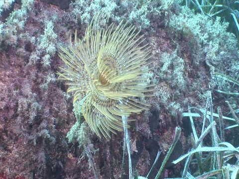 tube worm underwater fan worm tubeworm ocean scenery open tenticles and hunting animal behaviour ocean scenery