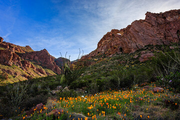The Double Arches adorned by wildflowers in Organ Pipe National Monument. © Dennis