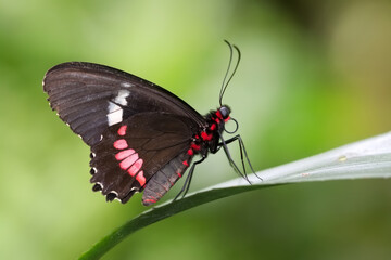 Fototapeta premium Macro shots, Beautiful nature scene. Closeup beautiful butterfly sitting on the flower in a summer garden.