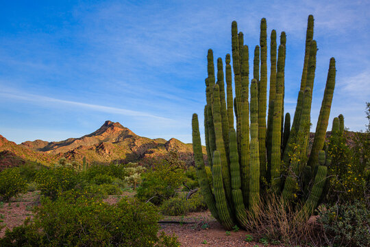 The morning dawns over the Sonoran Desert of Organ Pipe National Monument in southern Arizona. © Dennis