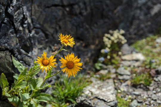 Mountain flower in the rocks in Tirol Alps.