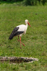 A large white stork walks in a meadow