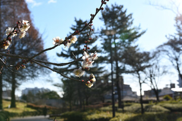 早春の公園に咲く梅の花