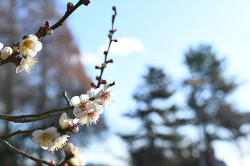 早春の公園に咲く梅の花