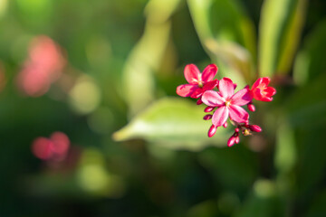 The background image of the colorful flowers