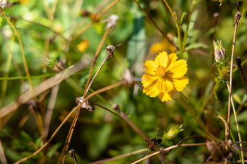 The background image of the colorful flowers