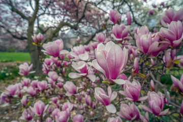 Magnolia tree in bloom in early spring