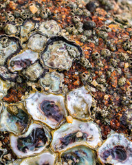 Moluscos en la playa